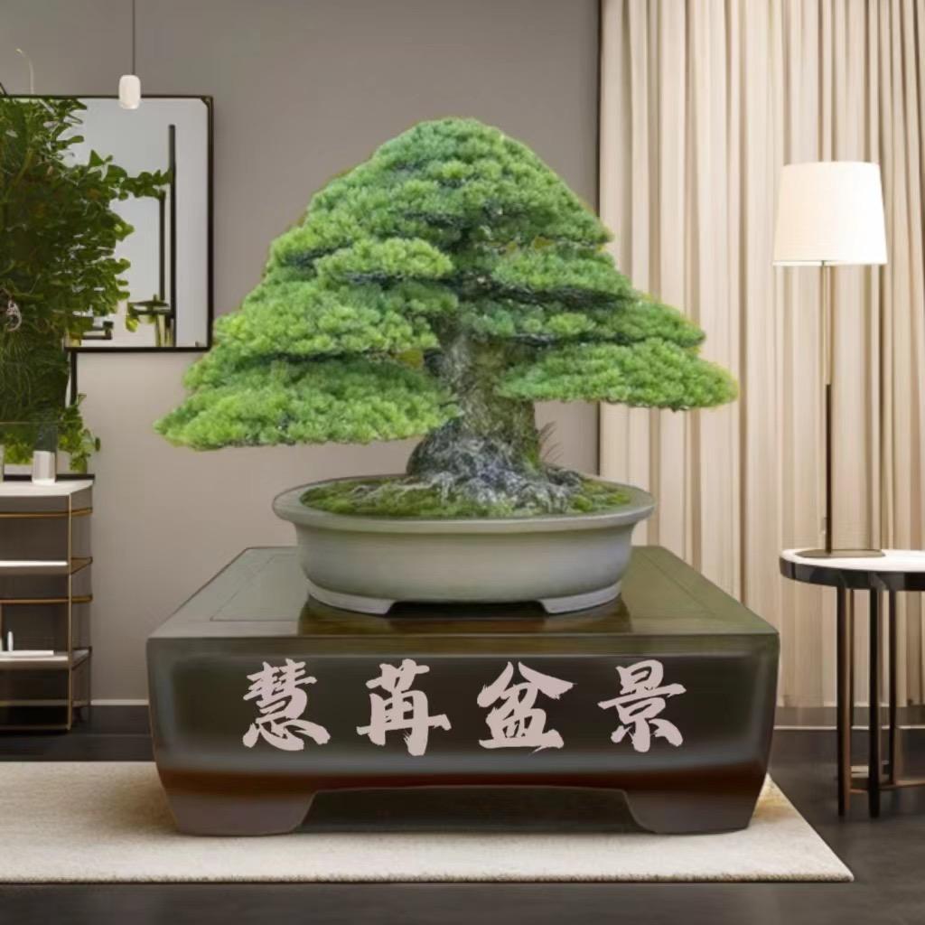 慧苒盆景