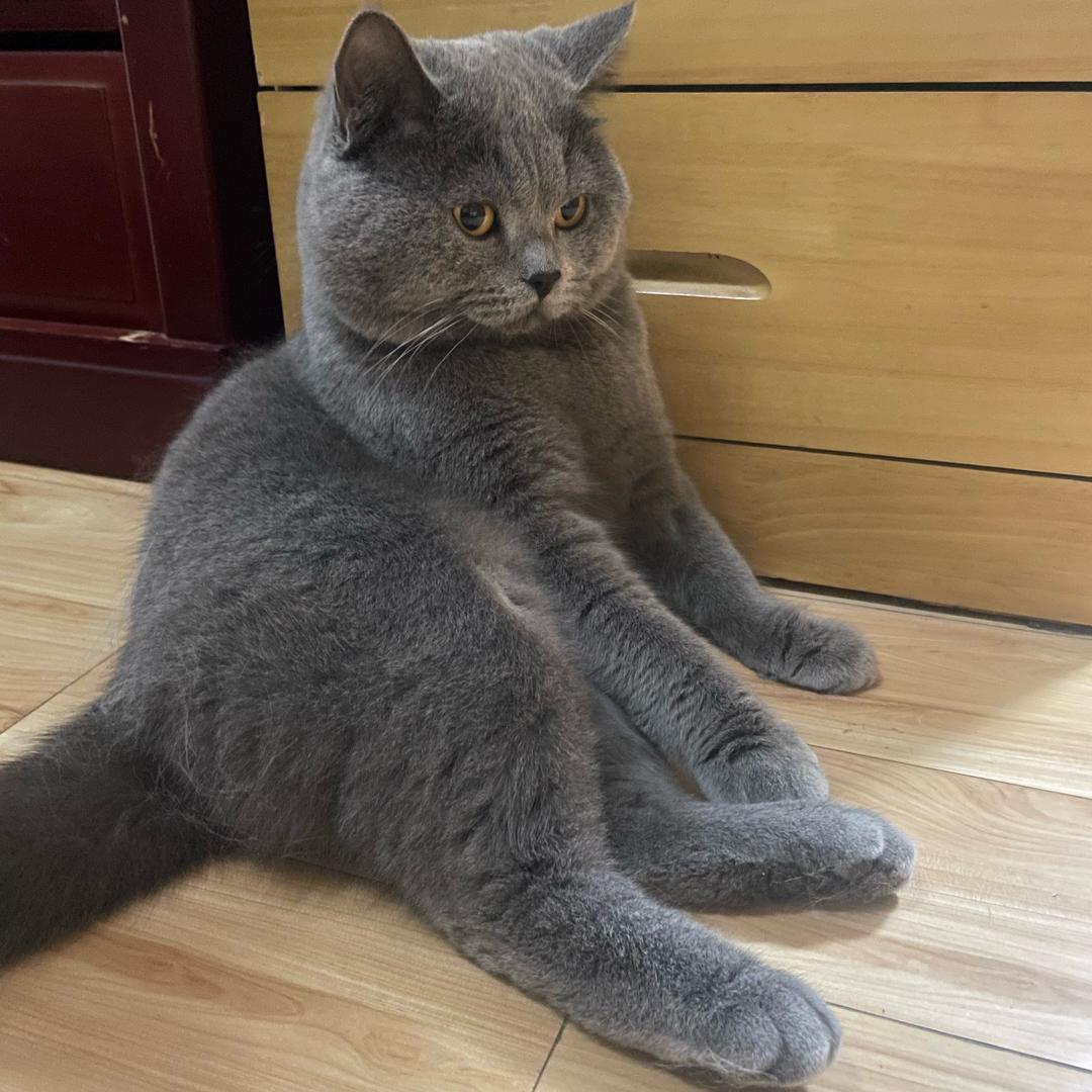 咖啡是只猫🐈‍⬛