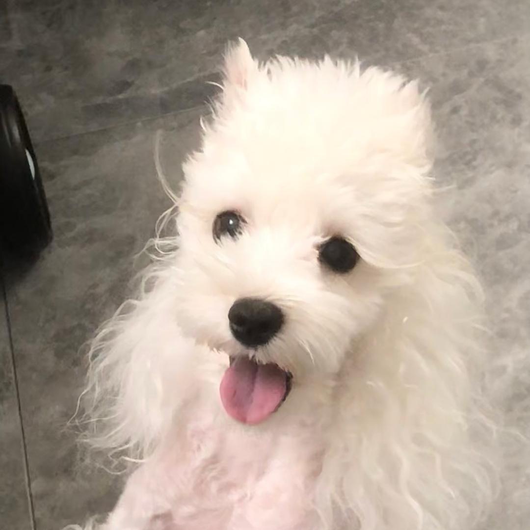 大Ki家雪纳瑞🐷