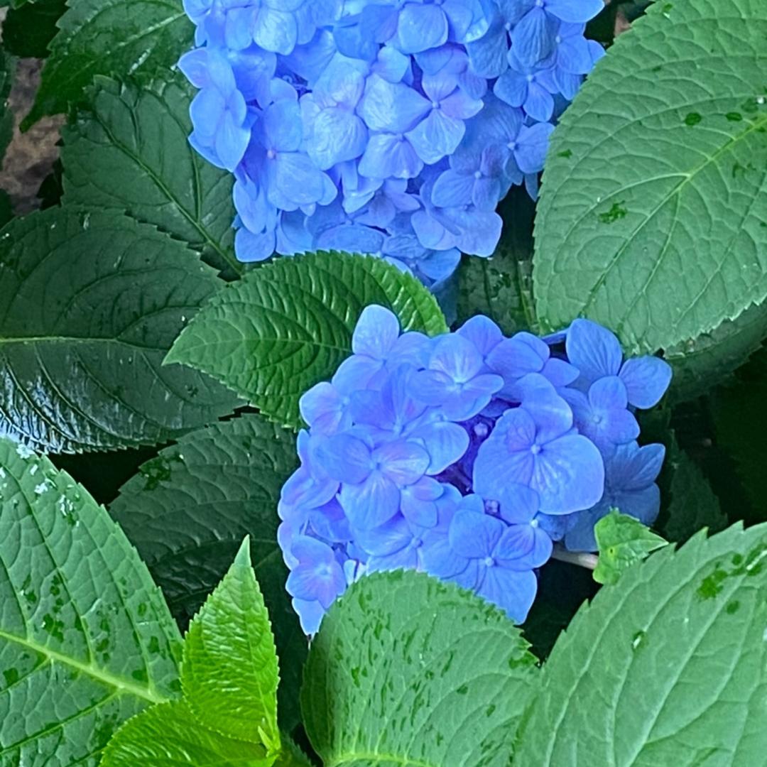 忘忧草