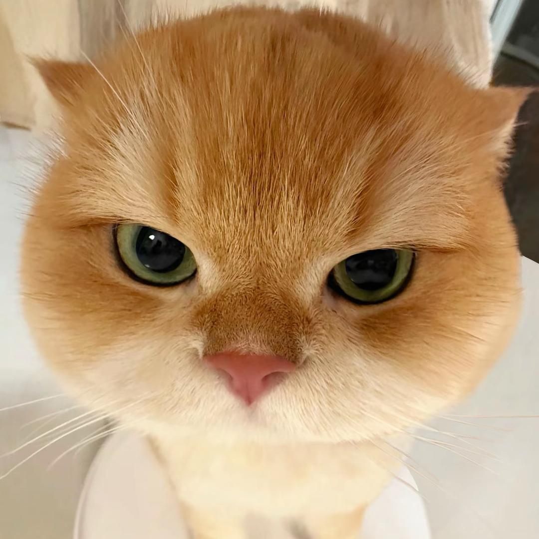 黄油小菜➿