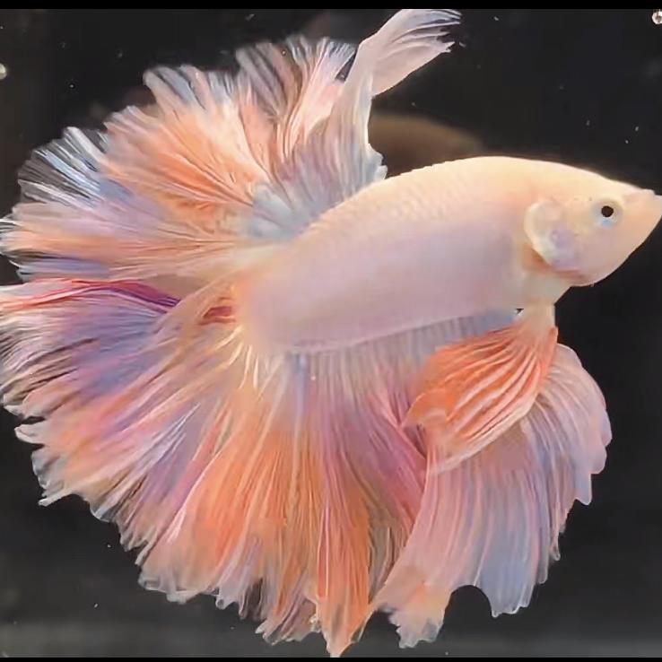 随缘泰斗水族馆