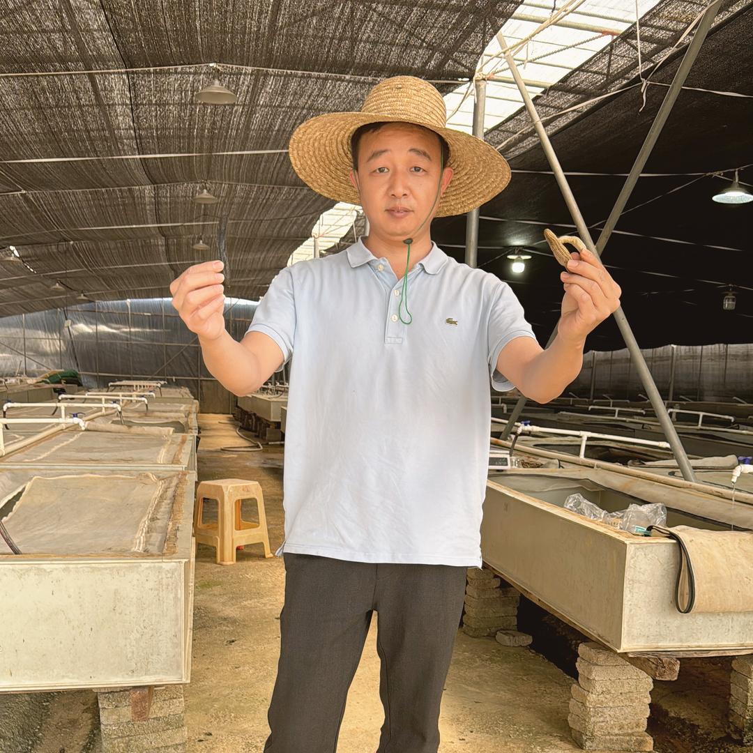 阳春森哥仔聊养水蛭