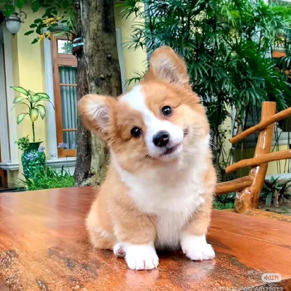 稀饭🥣