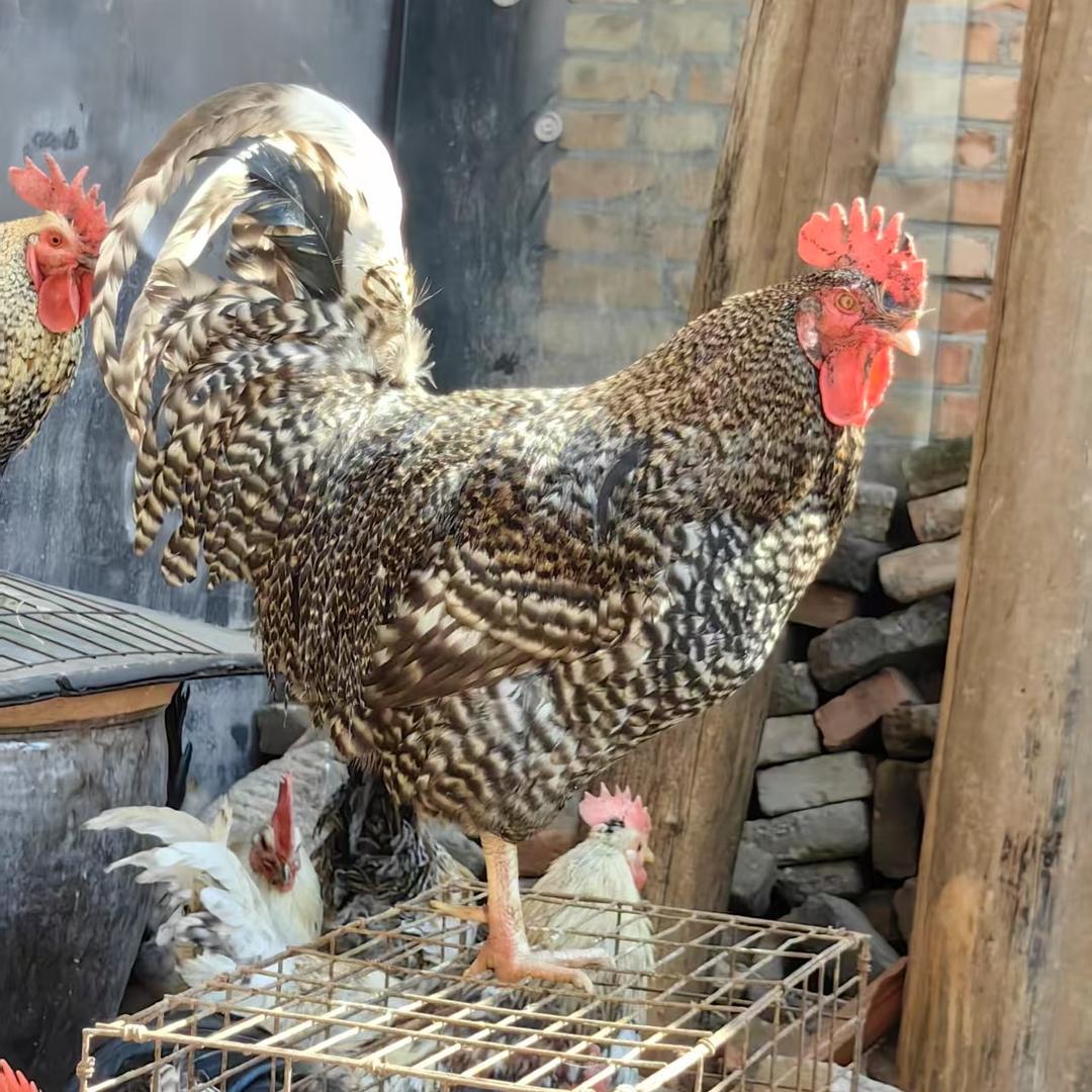 小胜散养跑地鸡