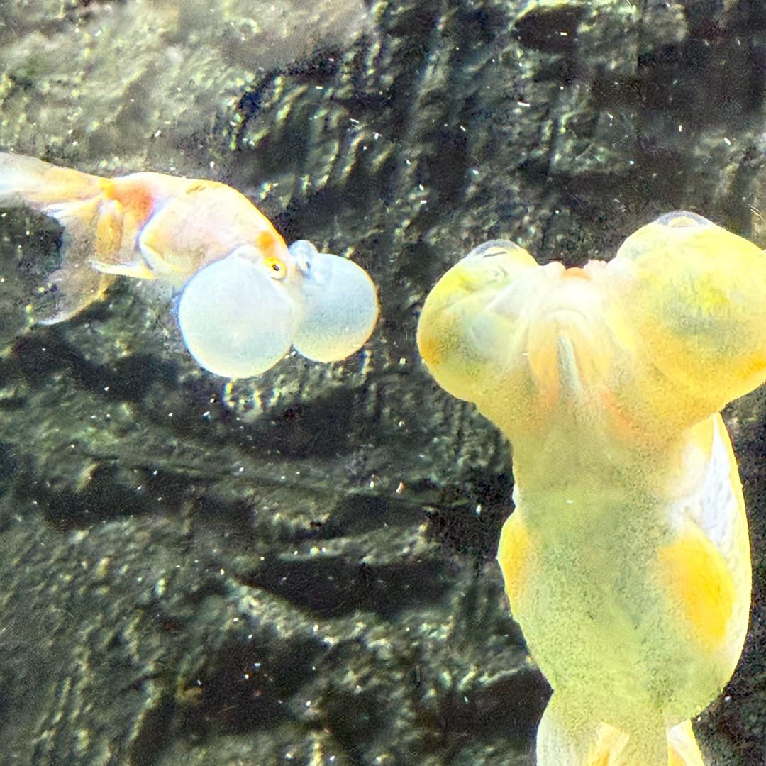 🌈再吃最后一口肉🌈