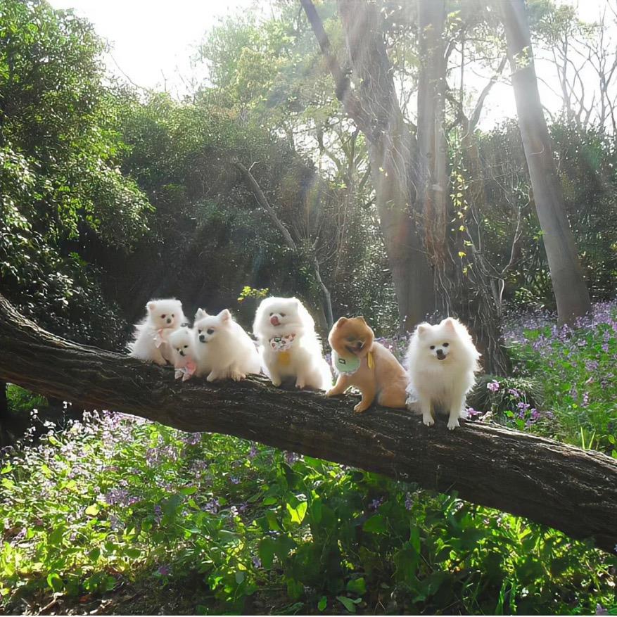 可乐是只小比熊😘