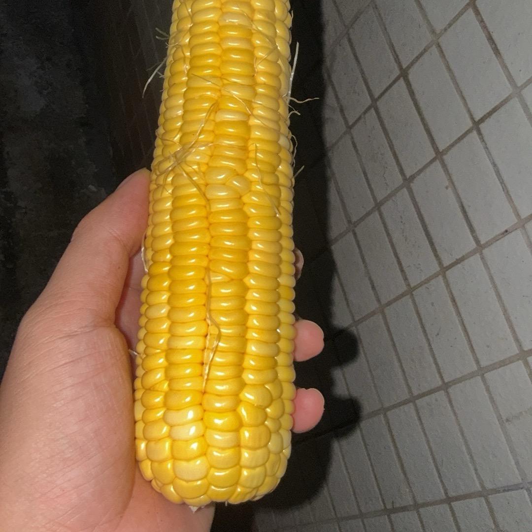天天卖玉米🌽