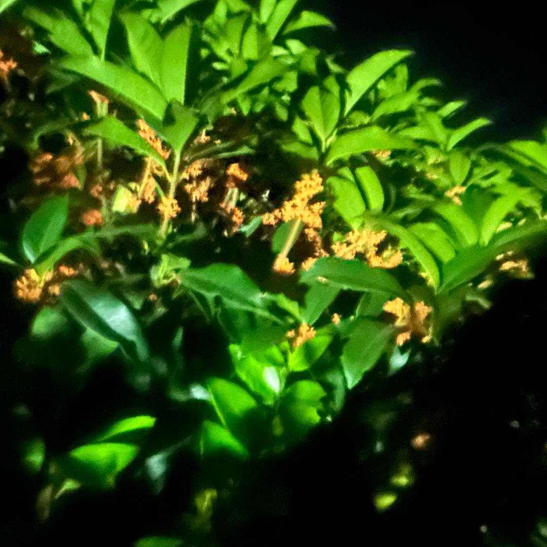 大梦一场