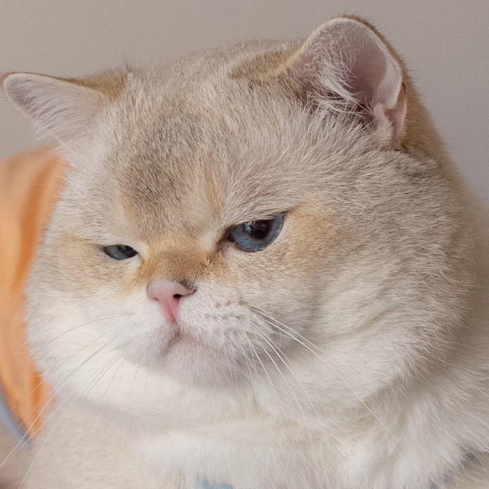 几季猫
