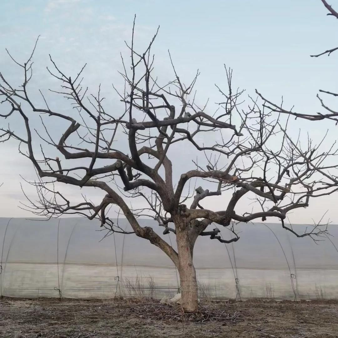 杉霖造型柿子树