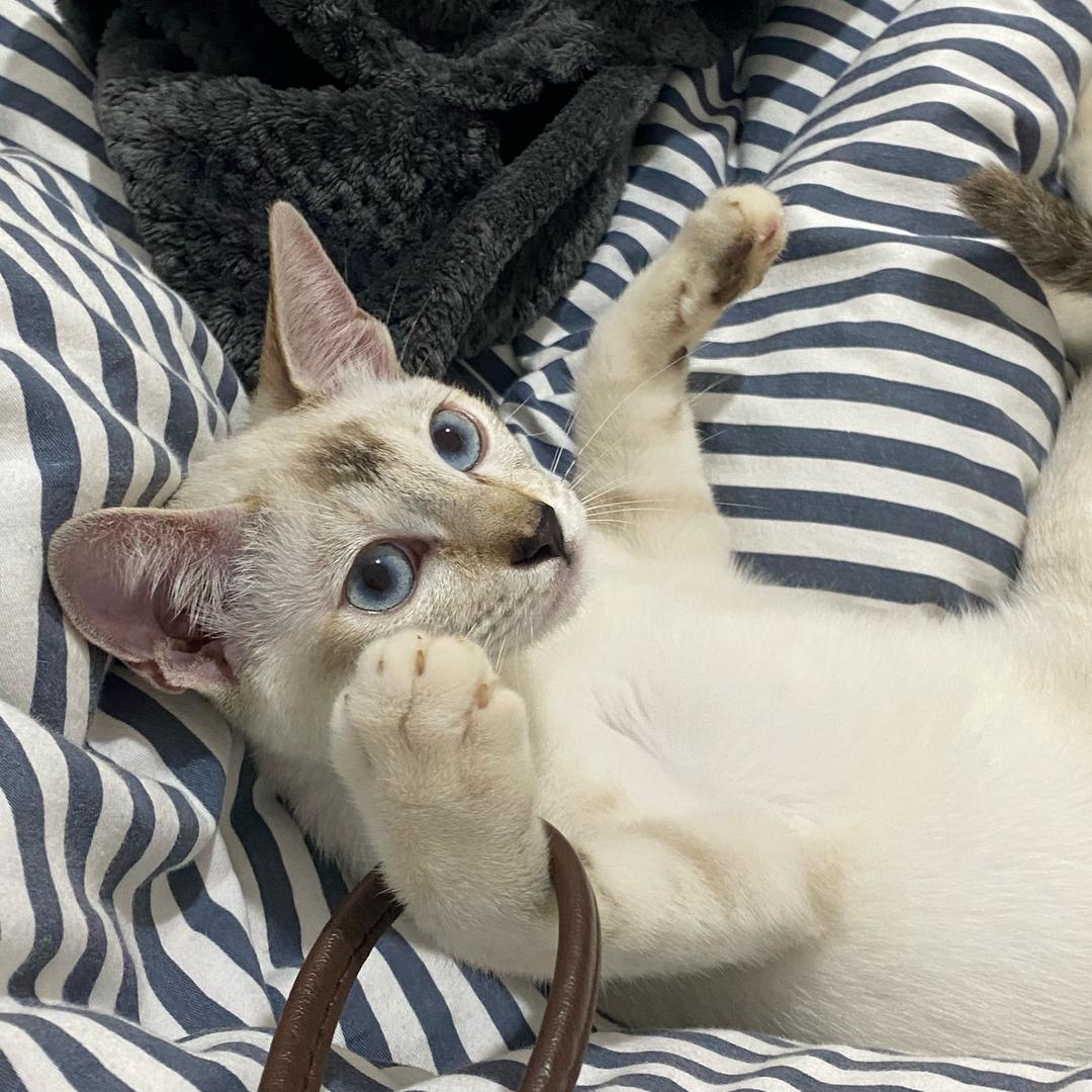 牛奶家的铲屎官不正经