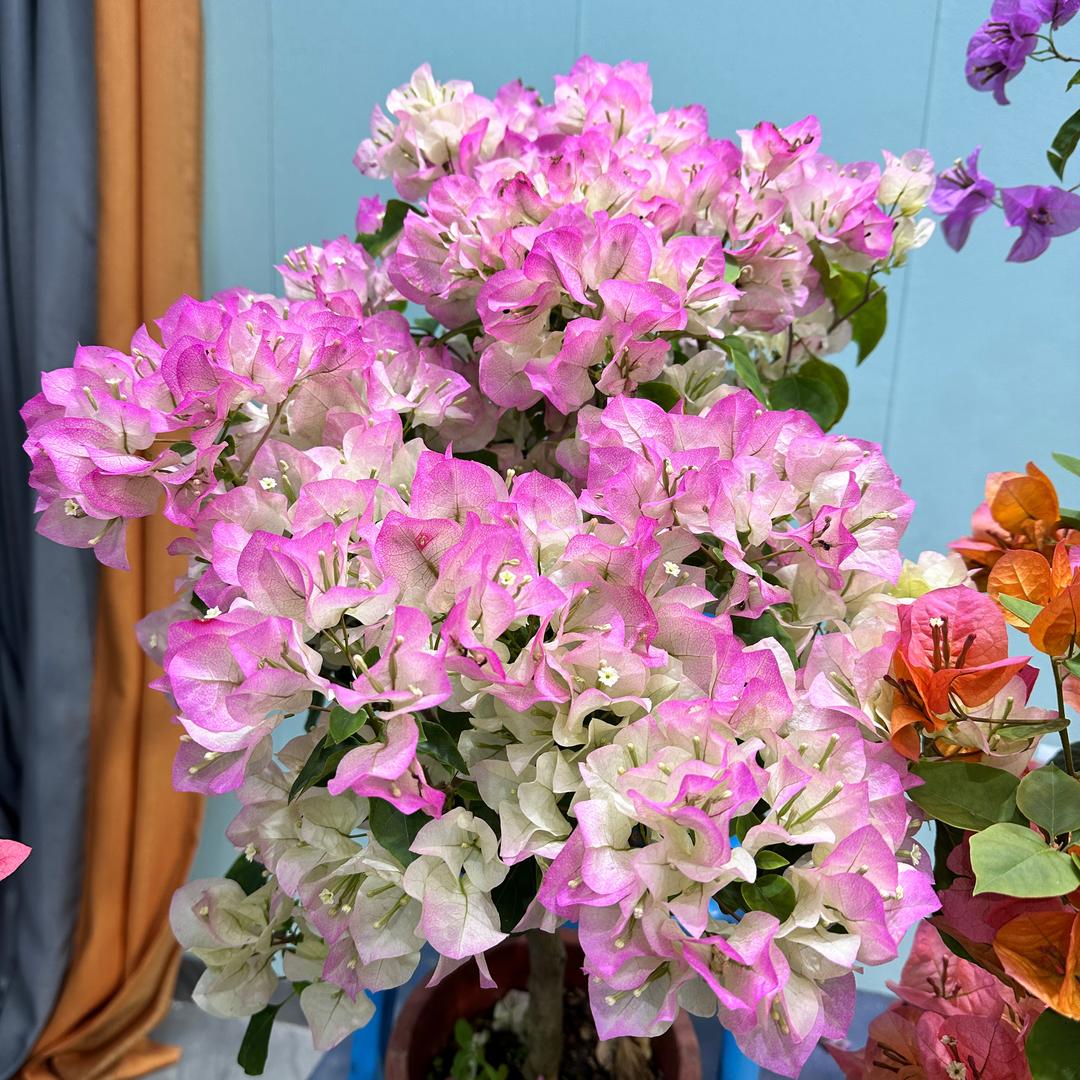 云朵花卉