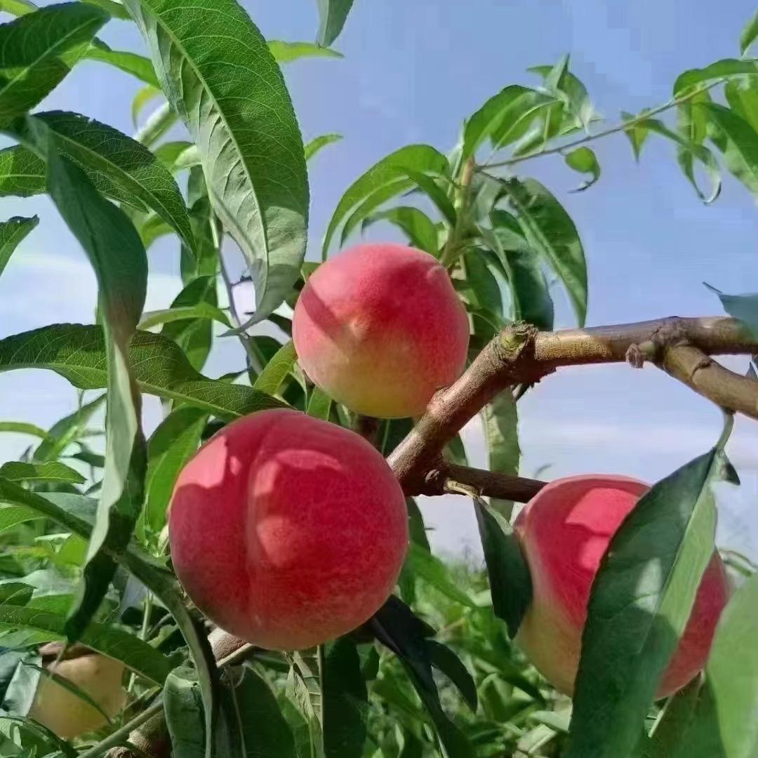 陇源鲜果汇
