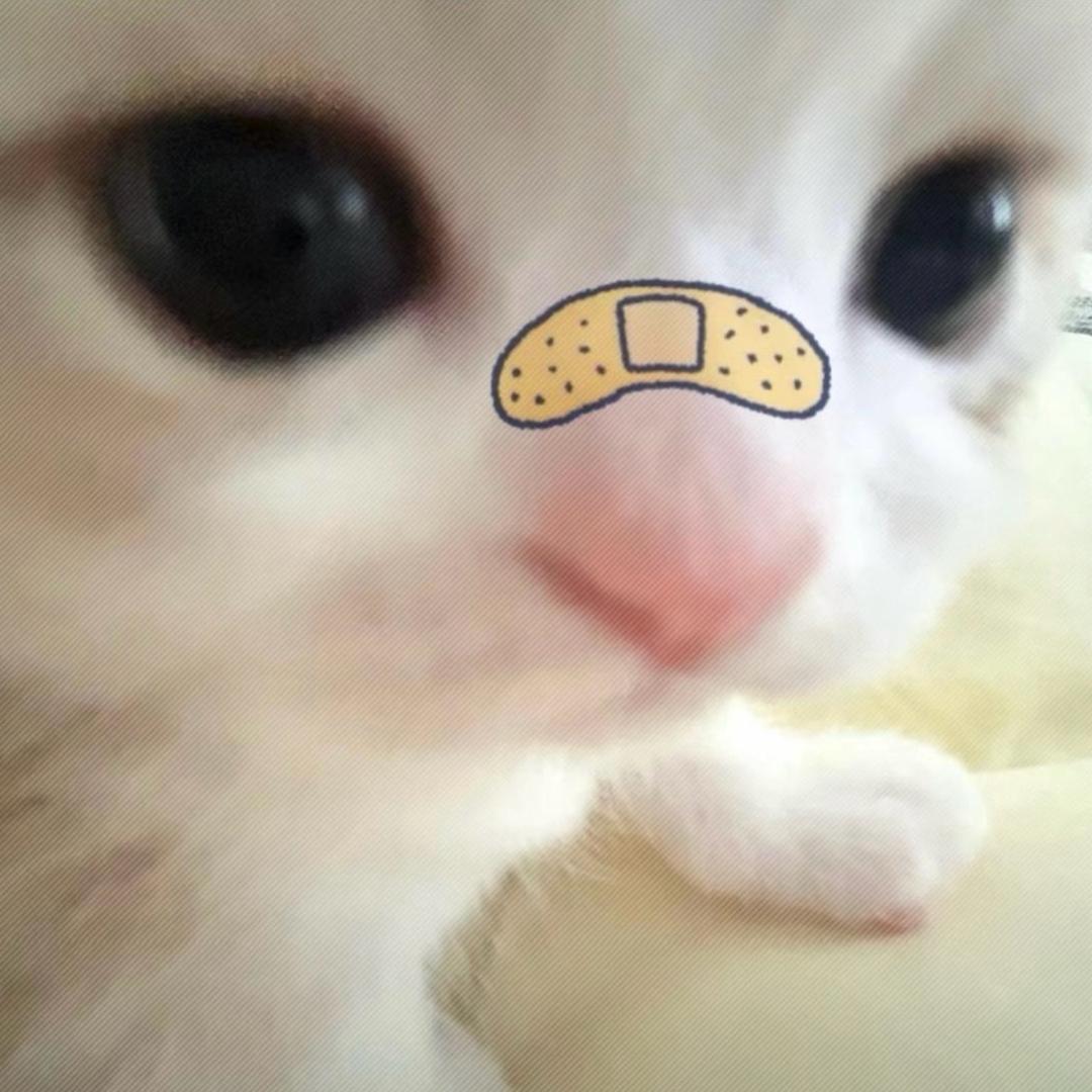 金豆豆.