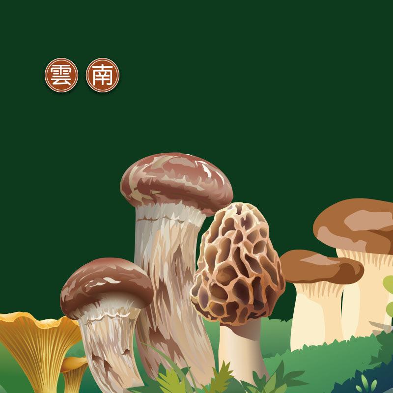 小江哥菌菇松茸