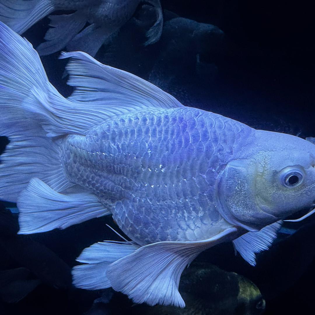 不美不萌傲过天