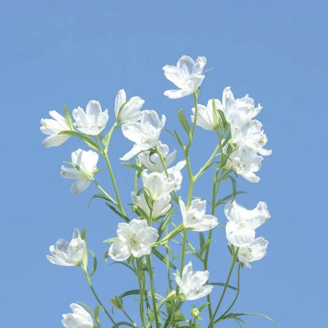 PinkBell