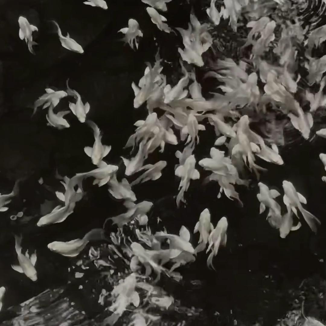 🧚‍♀️