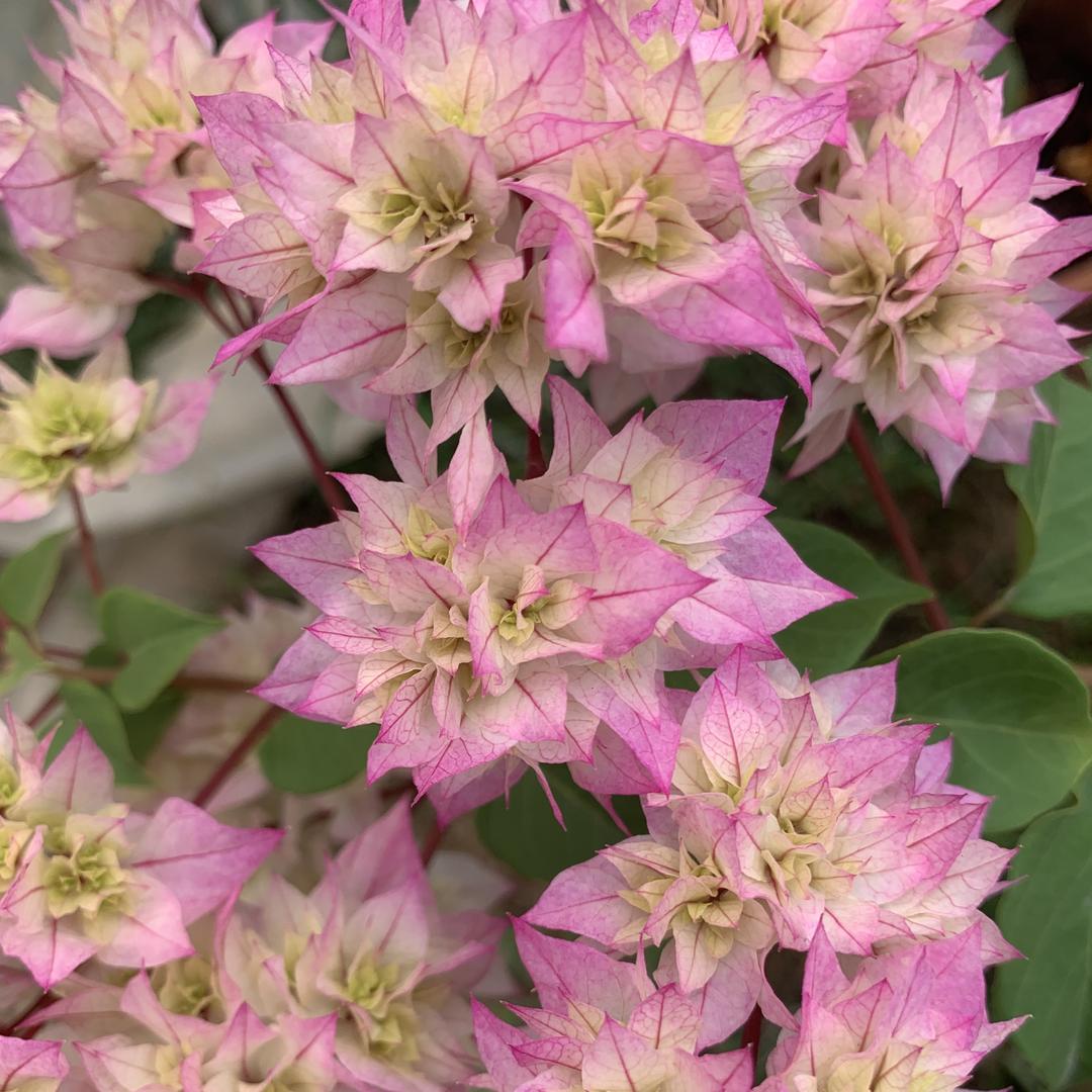 景铭园艺（三角梅）