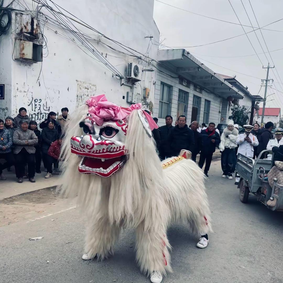 河南专业网红小白狮团队