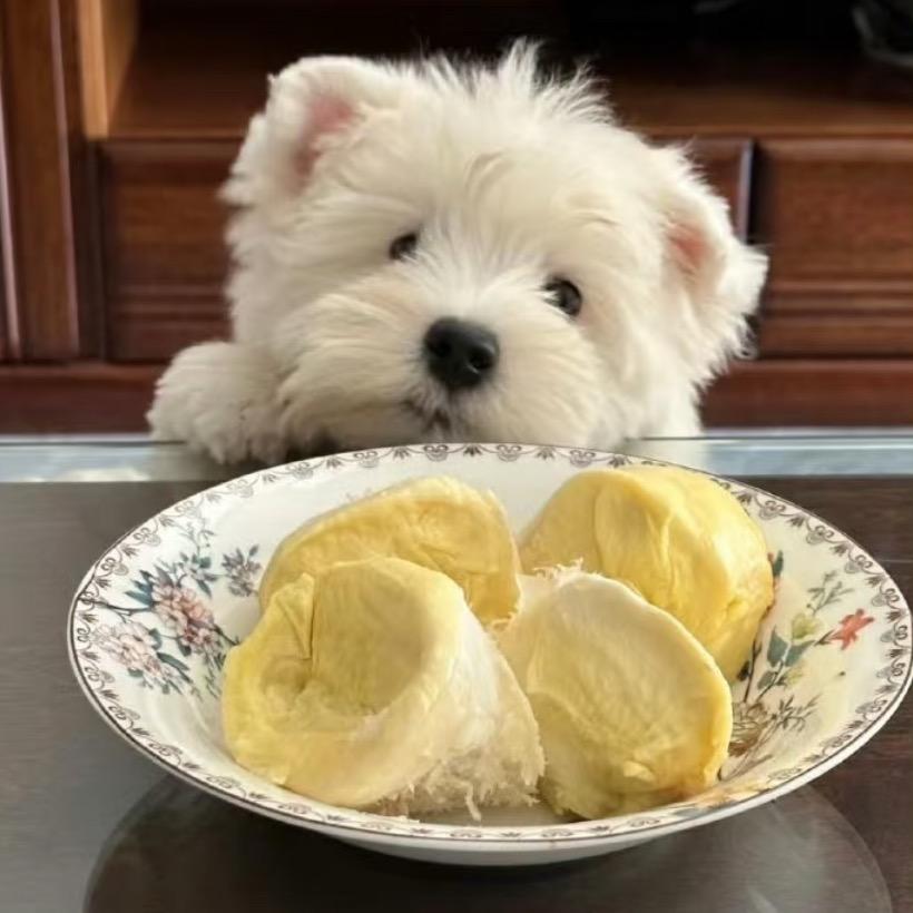 柠檬茶味Anda😼