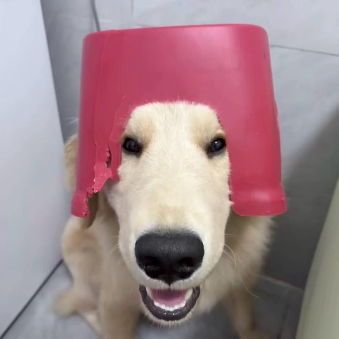 大毛