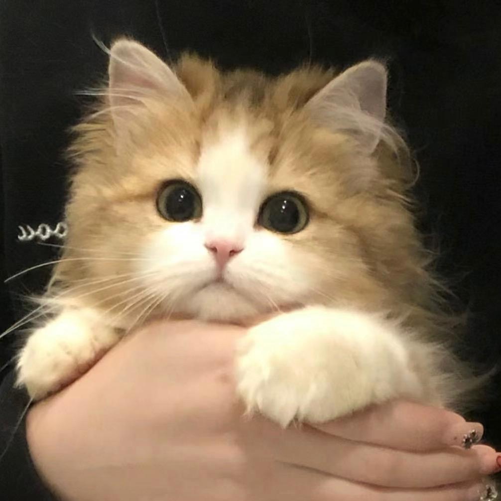 大脸芝