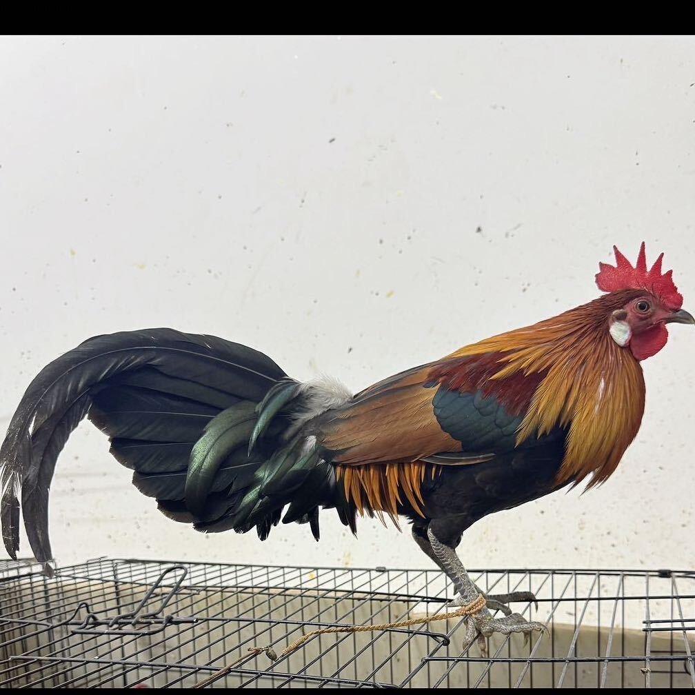 越南大百耳（活体代发）