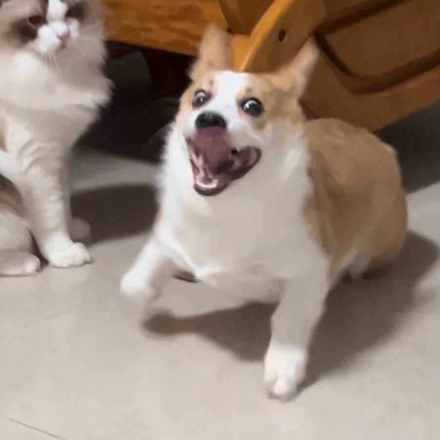 Scarlett的宝贝们