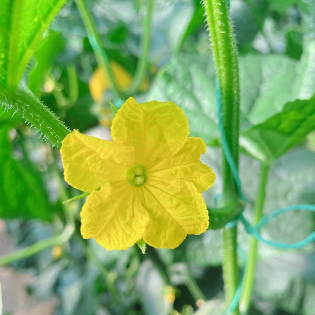 小陈植保（专注黄瓜）