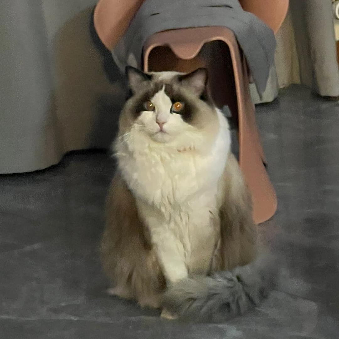 大大大芋头