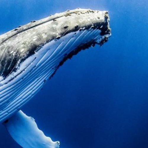 乌拉你个大头鬼咚咚