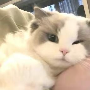 困困爱吃糖（萤火突击）