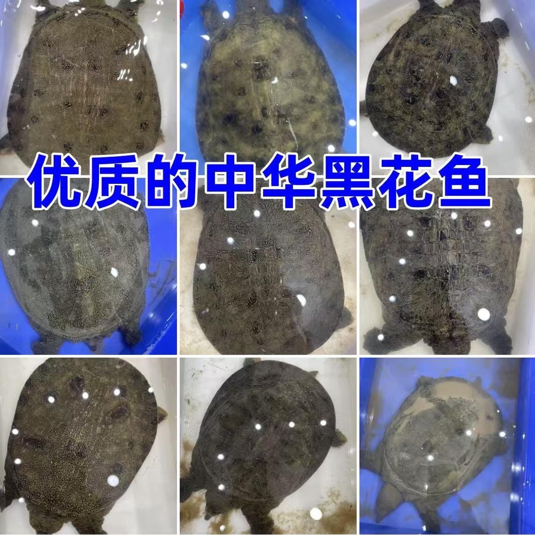 湖北监利生态甲鱼哥