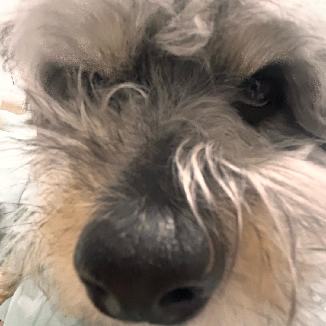 小黄喜欢吃火锅🍲（打瓦上头版