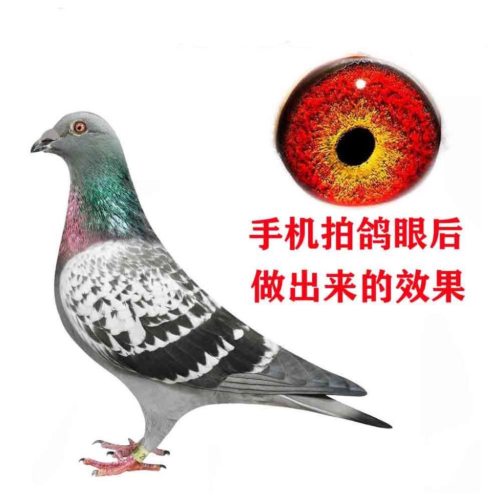 飞翔赛鸽俱乐部