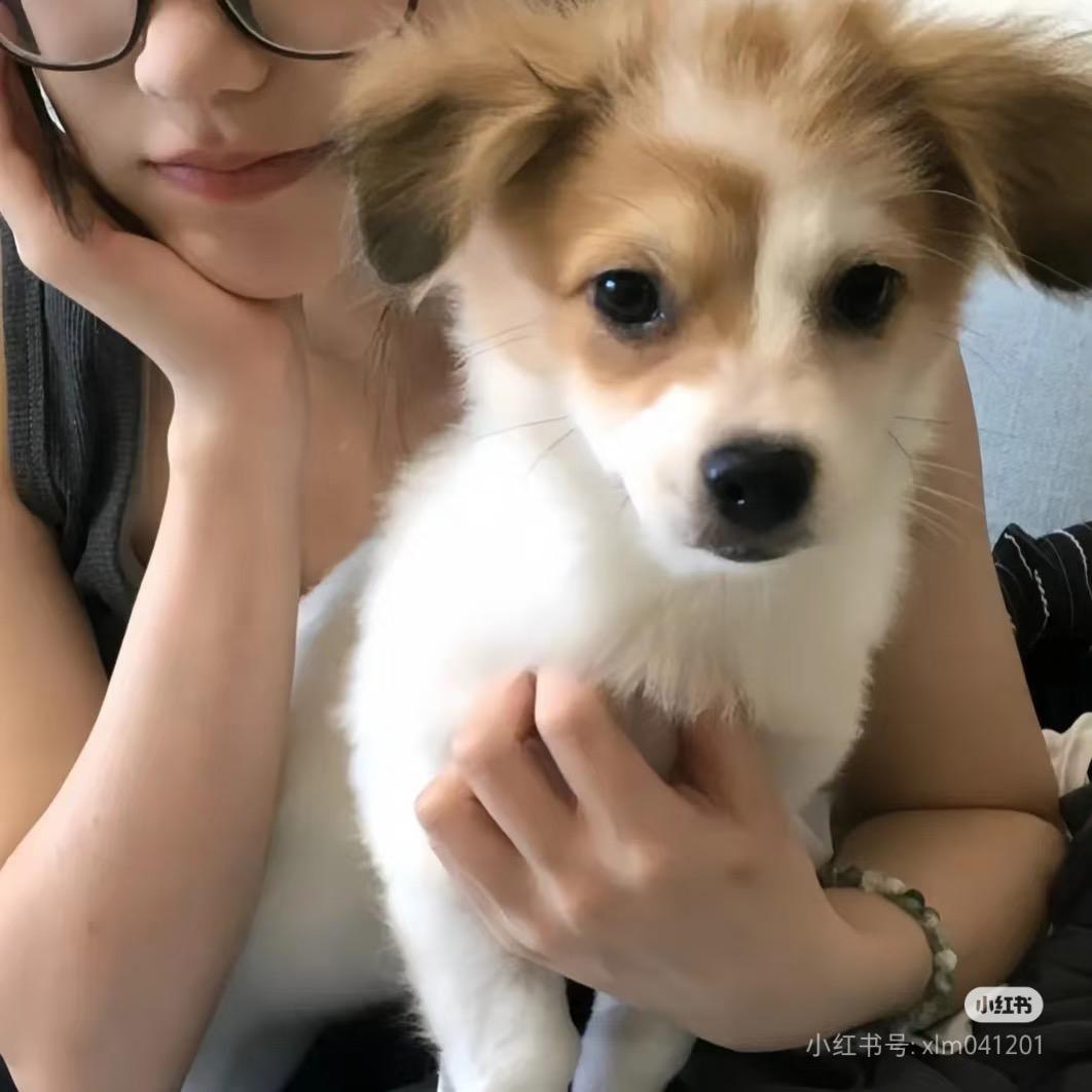 小狗炸毛