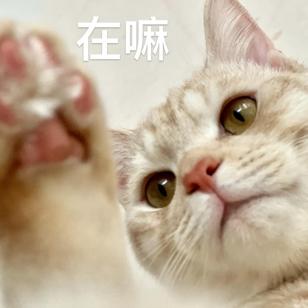 脆皮星人May（调理版）