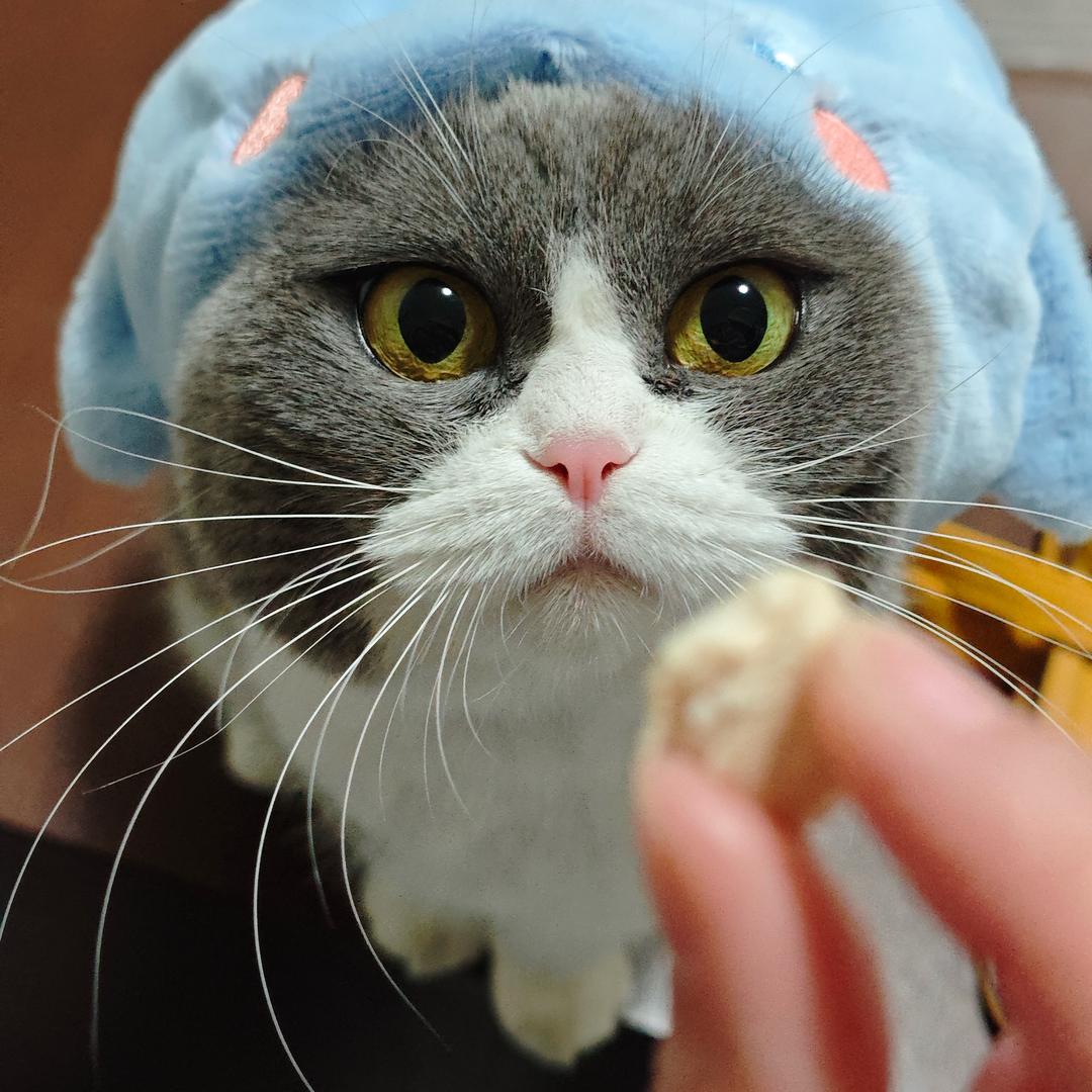 努力搬砖赚猫粮（薅羊毛版）