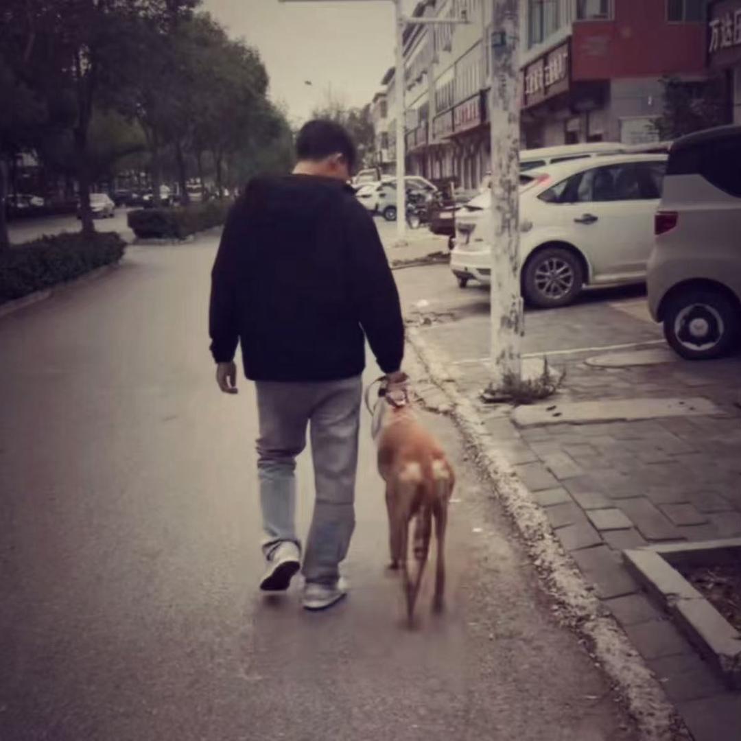 格力犬泥鳅