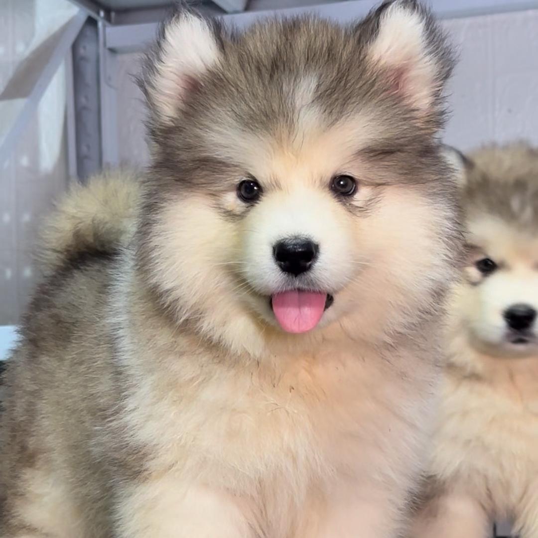 胡老板 CKU犬舍