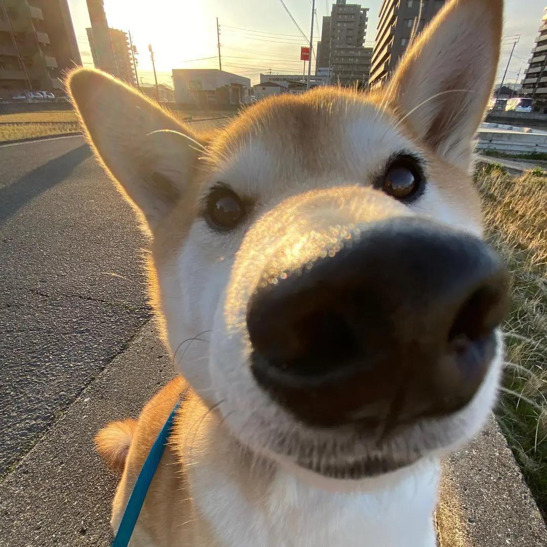 小飞吉