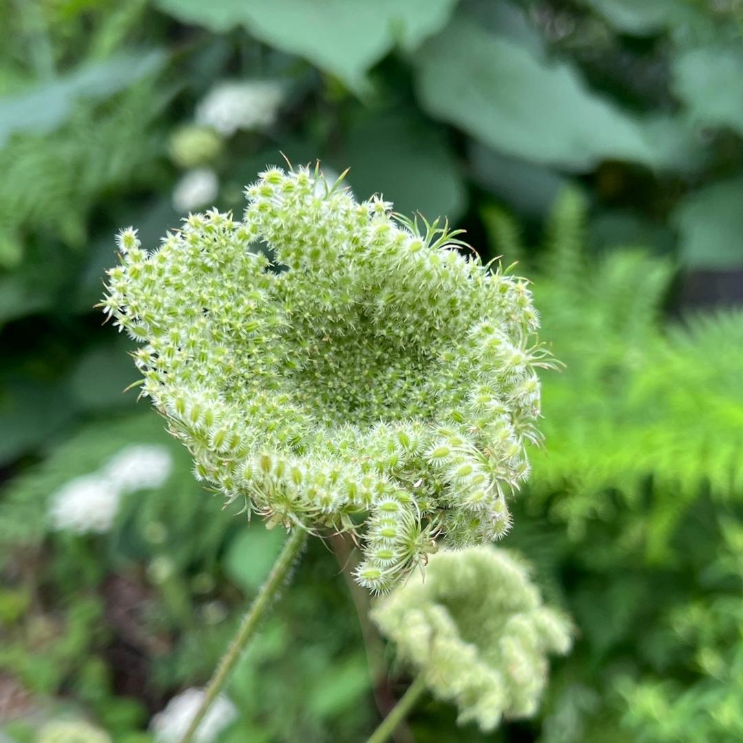 见爱就收爱