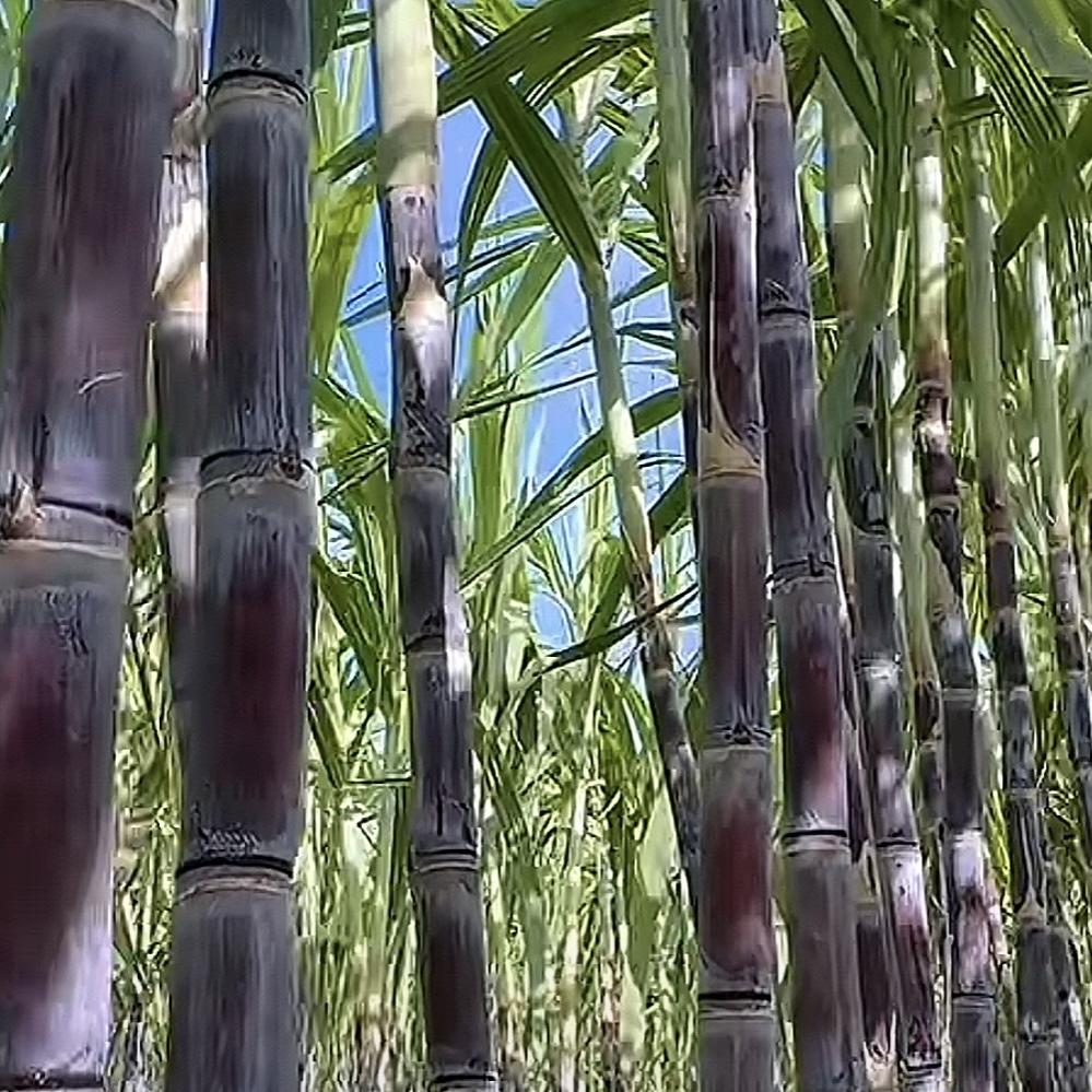 绿锦农产品生鲜店