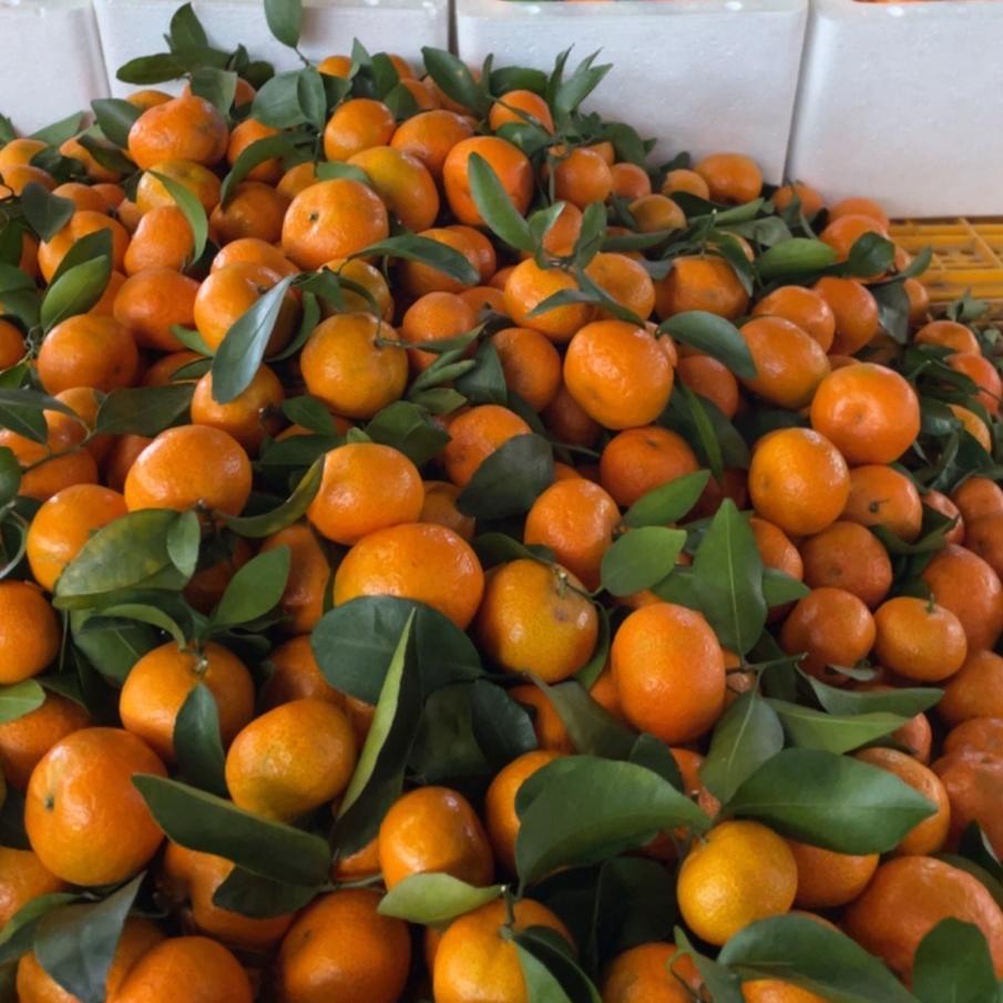 广西砂糖橘农果产地