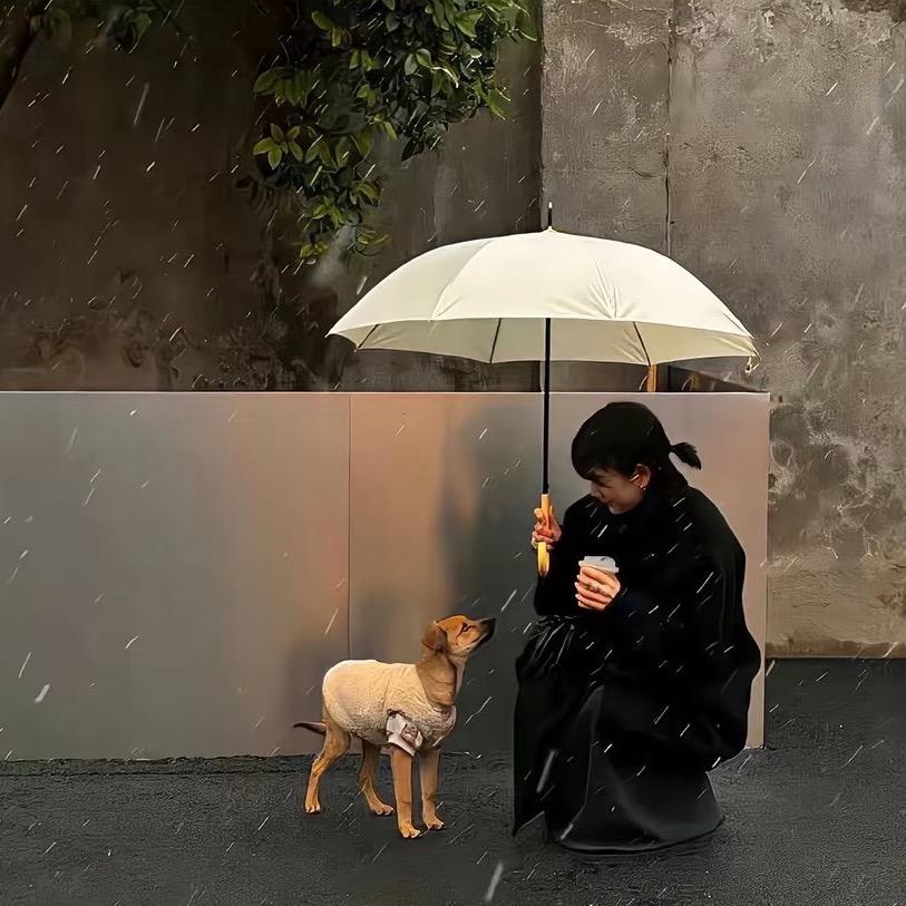 蓝桉