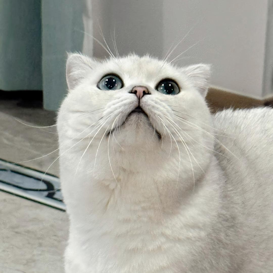 猫了个咪