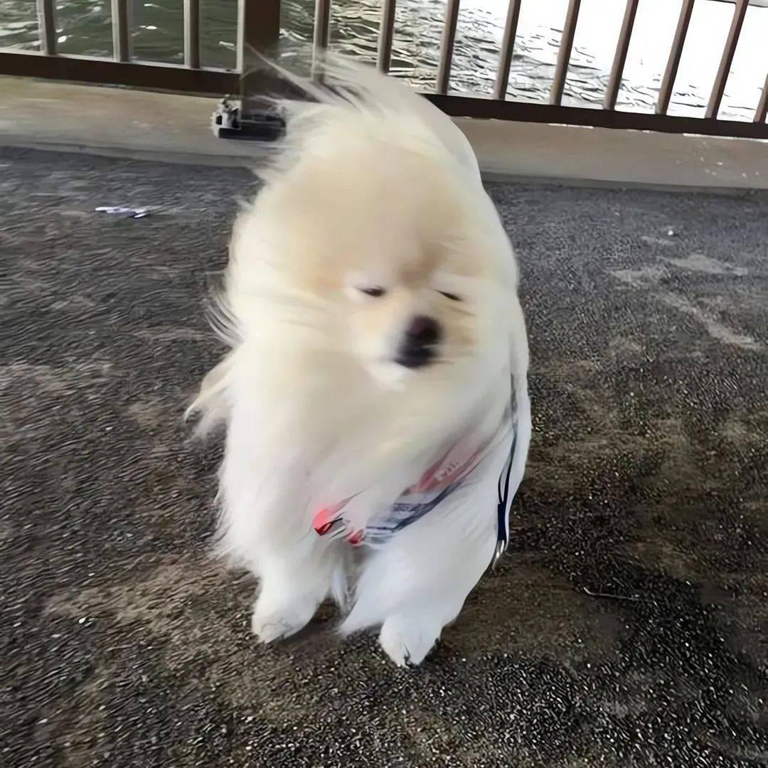 蟹柳大王