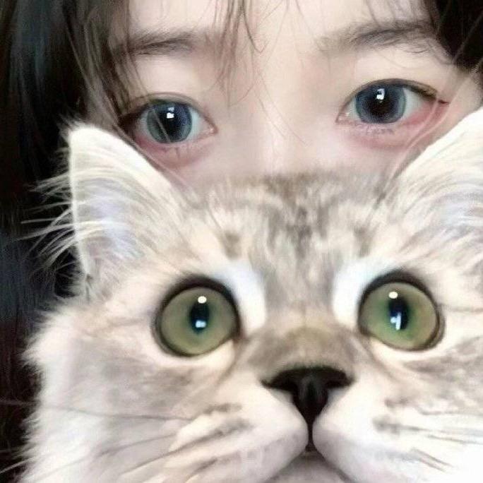 呆呆菇